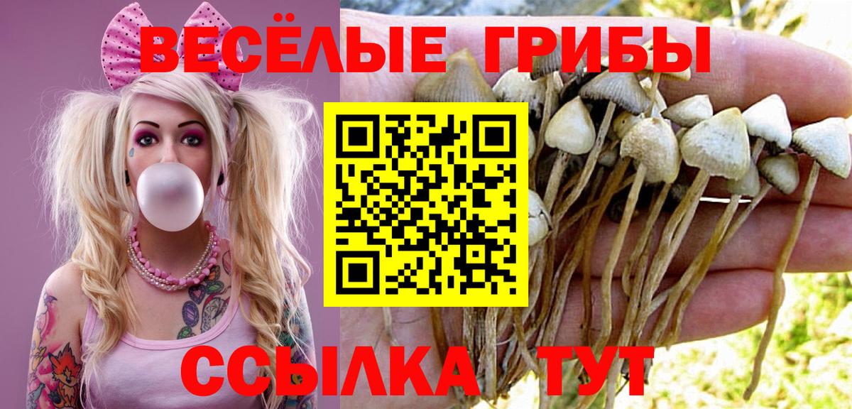 Брянск  Псилоцибиновые грибы Psilocybine cubensis  Вход с VPN 